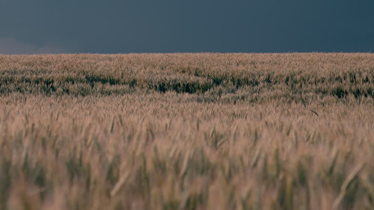 Dramatic storm clouds gather over wheat field in Dordogne