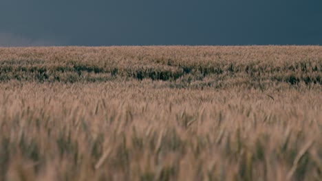 dramatic storm clouds gather over wheat field in dordogne