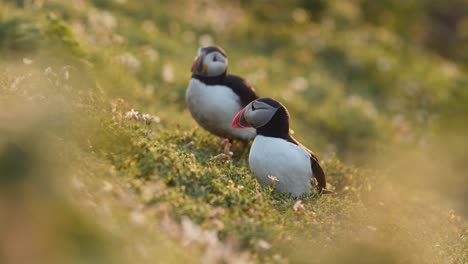 atlantic puffin colony at sunset on skomer island, puffins birds in beautiful golden hour sunlight light, low angle shot of puffins on grass