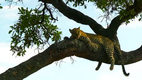 african leopard sleep on tree branch under foliage shadow, south africa