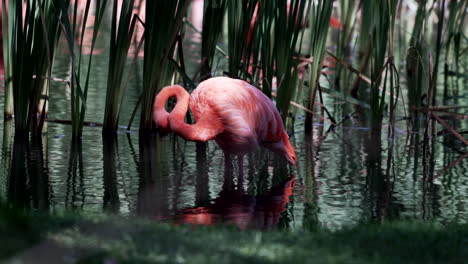 beautiful pink flamingo preening it's feathers by tall reeds - close up