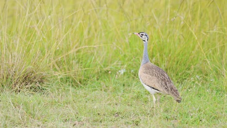 pájaro kori bustard volando en vuelo en áfrica, aves africanas en la sabana de hierba verde larga en un safari de vida silvestre en masai mara, kenia, aves de masai mara