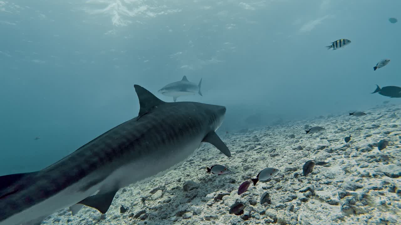 Adrenaline-pumping underwater footage showcasing a stunning tiger shark as it glides freely through the blue waters off Fuvahmulah Island in the Maldives.