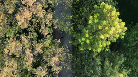 Birdseye-down-shot-of-tree-crowns-in-Enrique-Tierno-Galván-Park-in-Spain