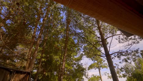 pine forest in warm evening light, tilt up