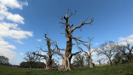 un grupo de árboles muertos parados bajo un cielo primaveral en un lapso de tiempo mientras el cielo azul y las nubes blancas pasan por encima en worcestershire, inglaterra