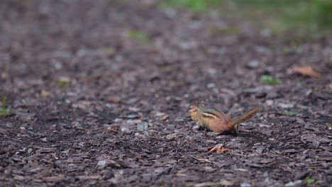 un primer plano de una ardilla corriendo por el suelo en busca de comida.