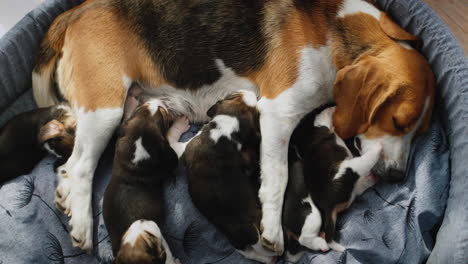 beagle feeds her puppies, lies on the floor in the house