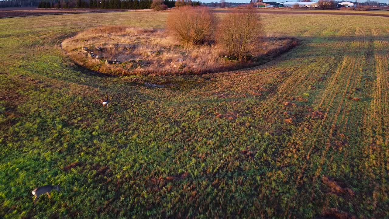 vista aérea de dos corzos europeos comiendo tranquilos en campo abierto en otoño soleado - día de invierno, hora dorada, gran angular estableciendo disparos de drones moviéndose hacia atrás