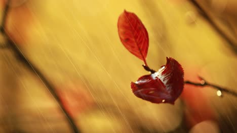 Autumn-rain-close-up