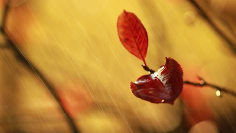 lluvia de otoño en primer plano