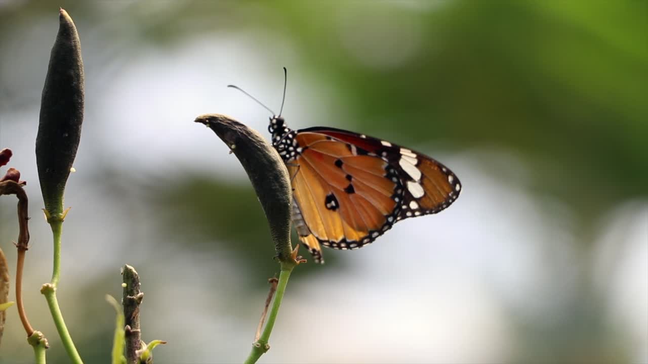 primer plano de una mariposa en una hoja, batiendo alas: belleza diurna con bokeh