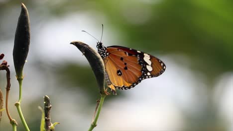 Nahaufnahme-Eines-Schmetterlings-Auf-Einem-Blatt,-Der-Mit-Den-Flügeln-Schlägt:-Schönheit-Am-Tag-Mit-Bokeh