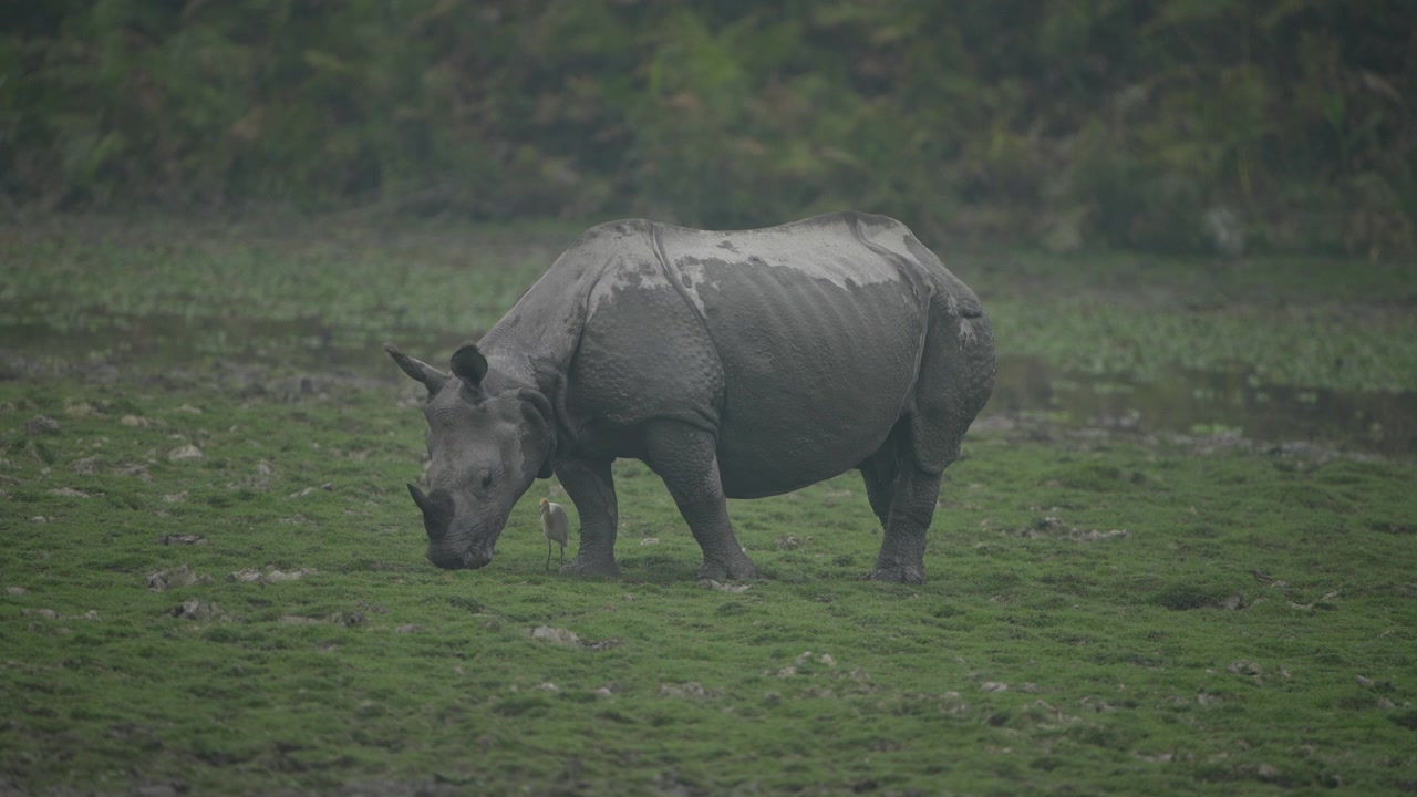 Un maestoso rinoceronte indiano che pascola nelle lussureggianti zone umide verdi dell'Assam. Filmati cinematografici sulla fauna selvatica adatti per documentari sulla sostenibilità e la conservazione della natura