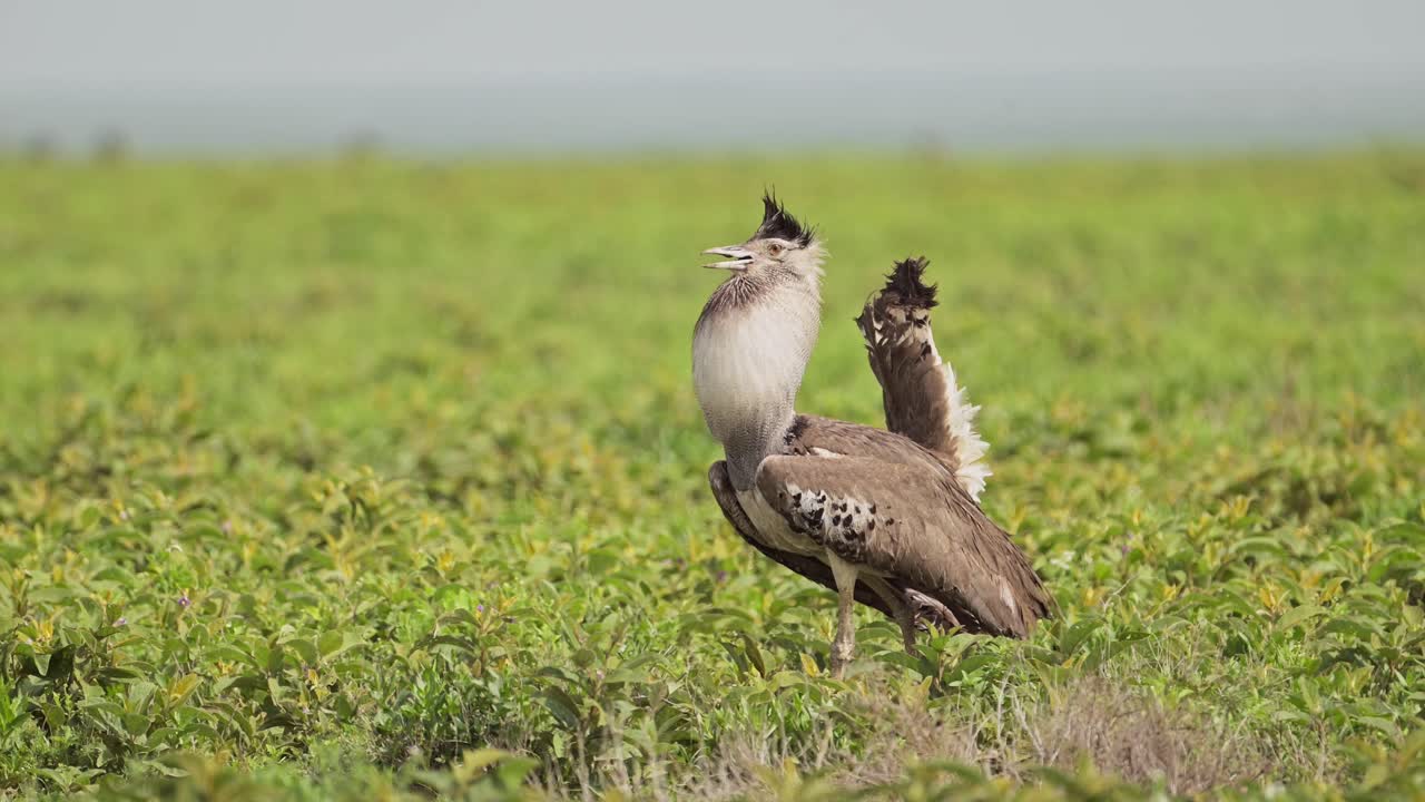 gran pájaro kori bustard en el parque nacional de serengeti, aves africanas y aves en vastas llanuras de hierba verde abierta sin fin en tanzania en áfrica en safari de vida silvestre