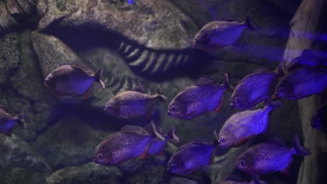 piranhas in an aquarium tank