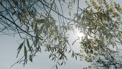 Autumn-leaves-moving-in-breeze-backlit-with-strong-flaring-sun