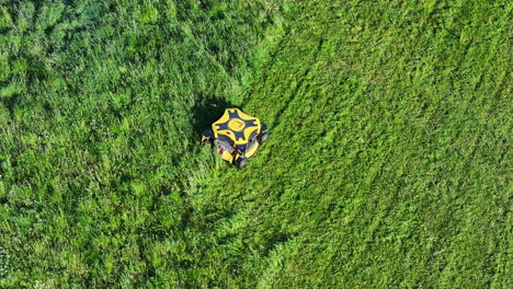 robotic lawn mower in green grass on sunny summer day, view from above, drone shot