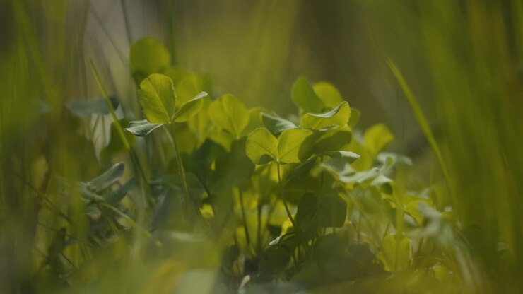 Close-up of clover plants in a grassy area