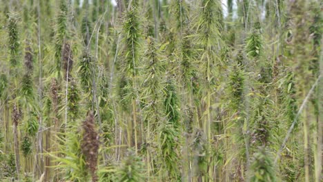 narcotic marijuana plants in agricultural field outdoors