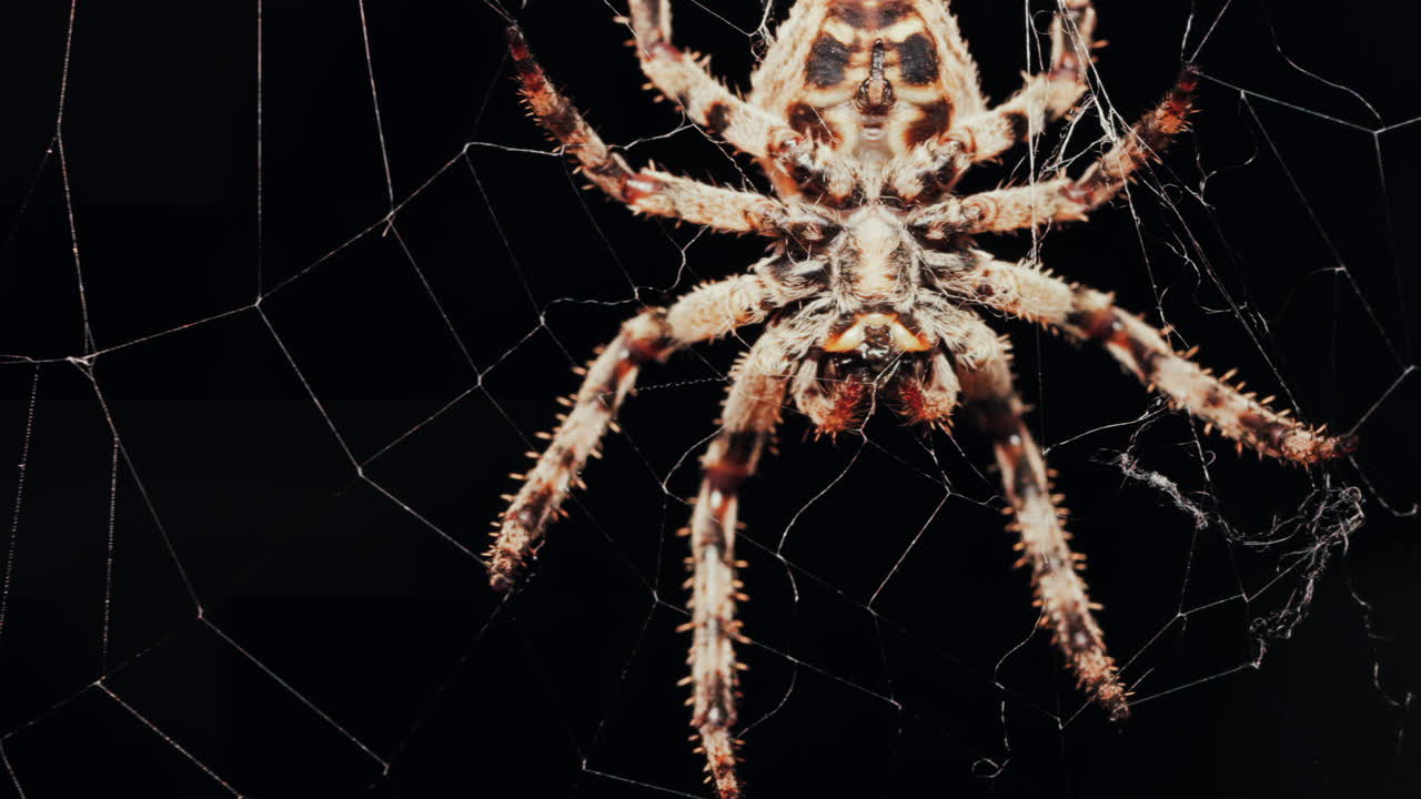 Close up of a spider sitting in its web, showing intricate details of its body and fine silk threads