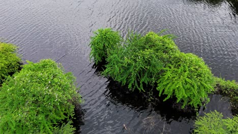 drone push in tilt down to mangrove forest disrupting windswept water ripples