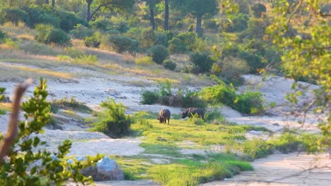 african buffalo in savanna landscape