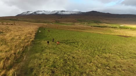 Icelandic-landscape-with-horses-in-a-field-and-snowy-mountains.-Aerial-shot