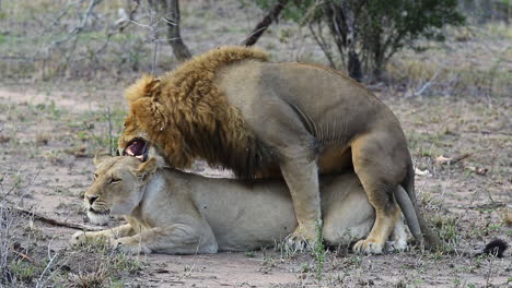 Leones-Apareándose-En-La-Naturaleza-Que-Muestran-Una-Agresión-Extrema-Después-De-Completar-La-Cópula