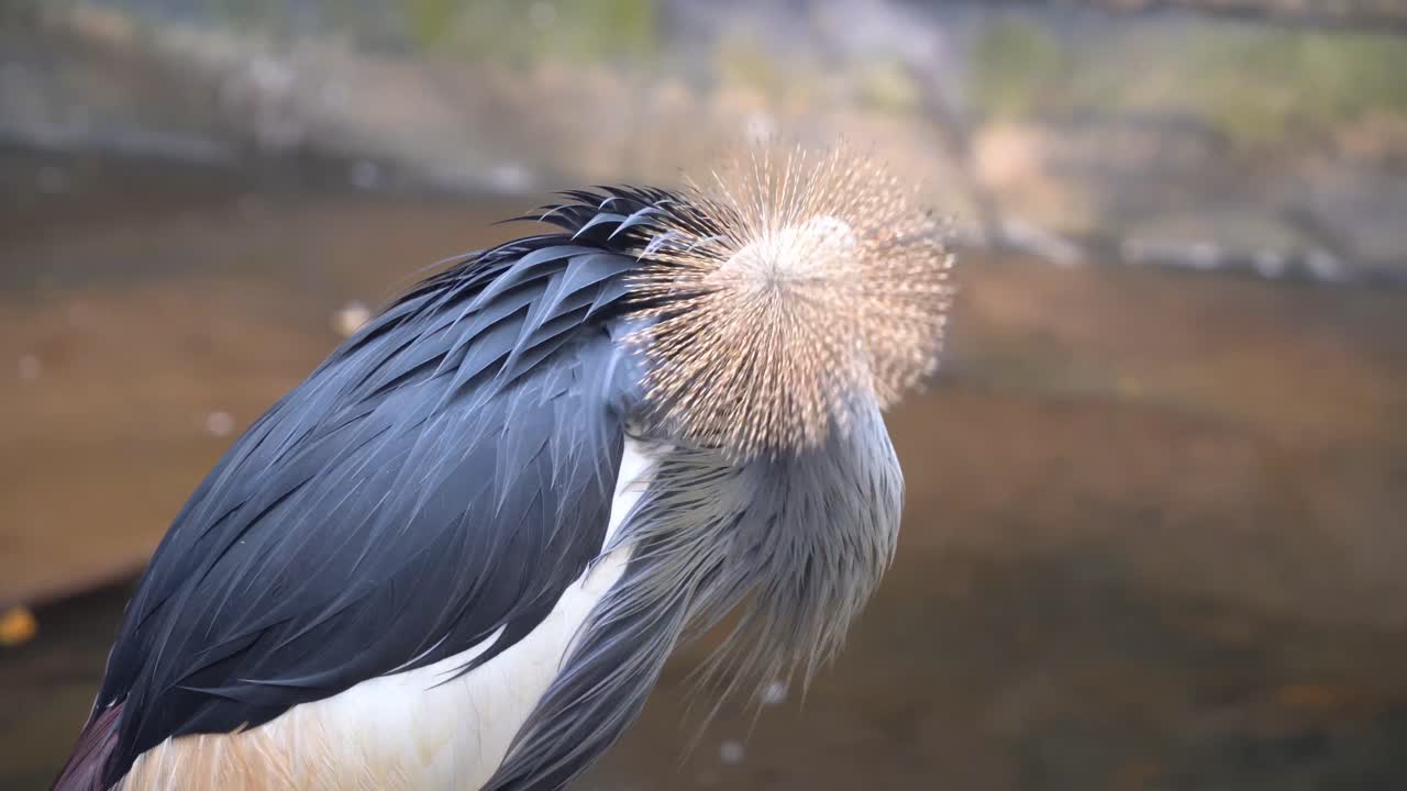 grácil grulla coronada gris, balearica regulorum, acicalándose y arreglando su hermoso plumaje, esponjando sus plumas junto al río, relajándose por la tarde, detalles de cerca de la vida silvestre tomados