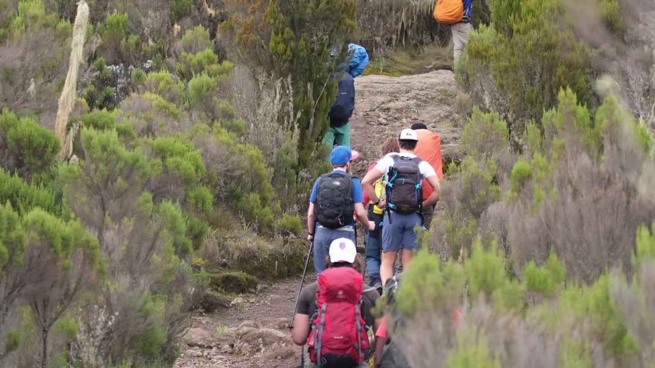 키리만자로를 등반하는 동안 은 길을 따라 걸어가는 장비를 가진 포터의 사슬.