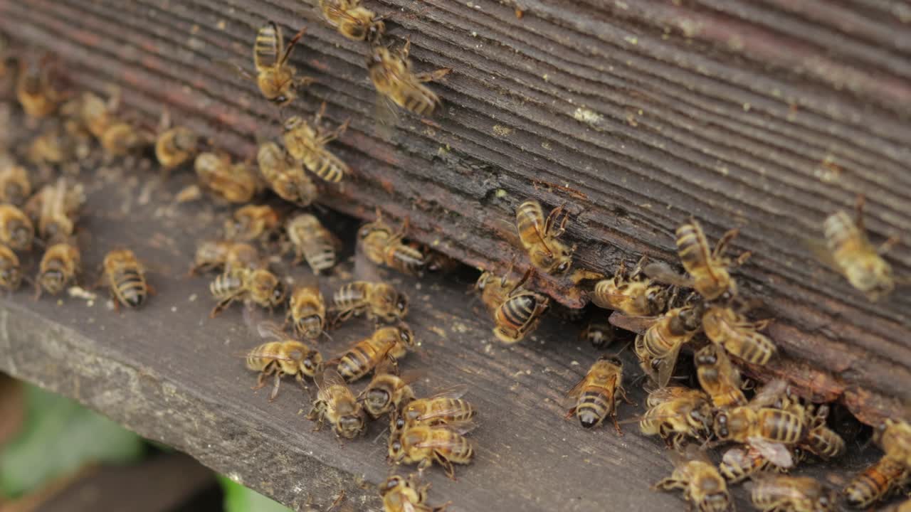 많은 벌들이 날아다니는 벌집 입구, 여전히 중간 클로즈업 샷