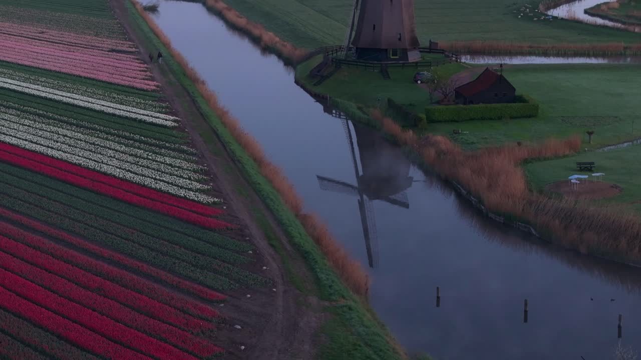 Vista aerea di mulino a vento e tulipani in fiore all'alba a Schermerhorn
