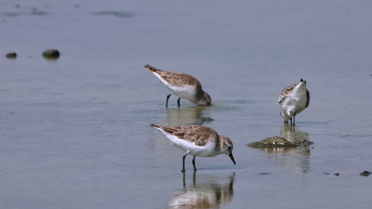 먹이를 찾는 동안 진을 빠르게 는 은 목의 스틴트 칼리드리스 루피콜리스 (calidris ruficollis, 태국)