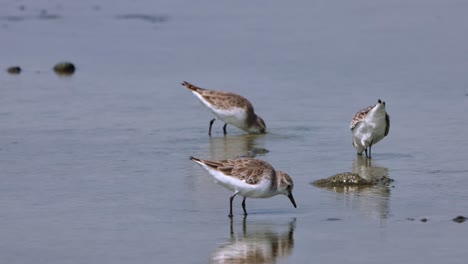rápidamente metiendo en el barro mientras buscan comida, calidris ruficollis de cuello rojo, tailandia
