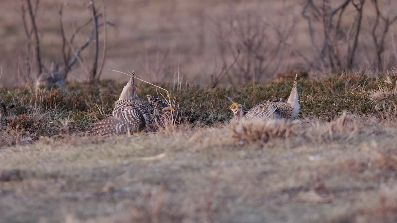 el macho de la gallina de cola afilada baila para la hembra cercana en la pradera de primavera lek