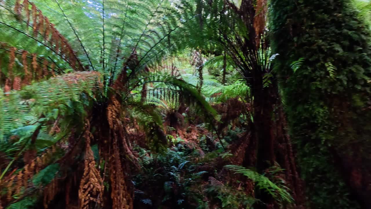 vegetación exuberante y helechos en un bosque tropical