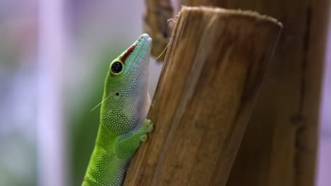 madagascar day gecko staying still