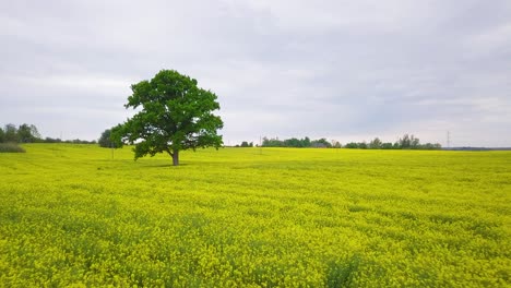 Luftüberflug-über-Blühendes-Rapsfeld,-Flug-über-üppige-Gelbe-Rapsblüten,-Idyllische-Bauernlandschaft-Mit-Hoher,-Frischer-Grüner-Eiche,-Bewölkter-Tag,-Breite-Drohnenaufnahme,-Die-Sich-Vorwärts-Bewegt