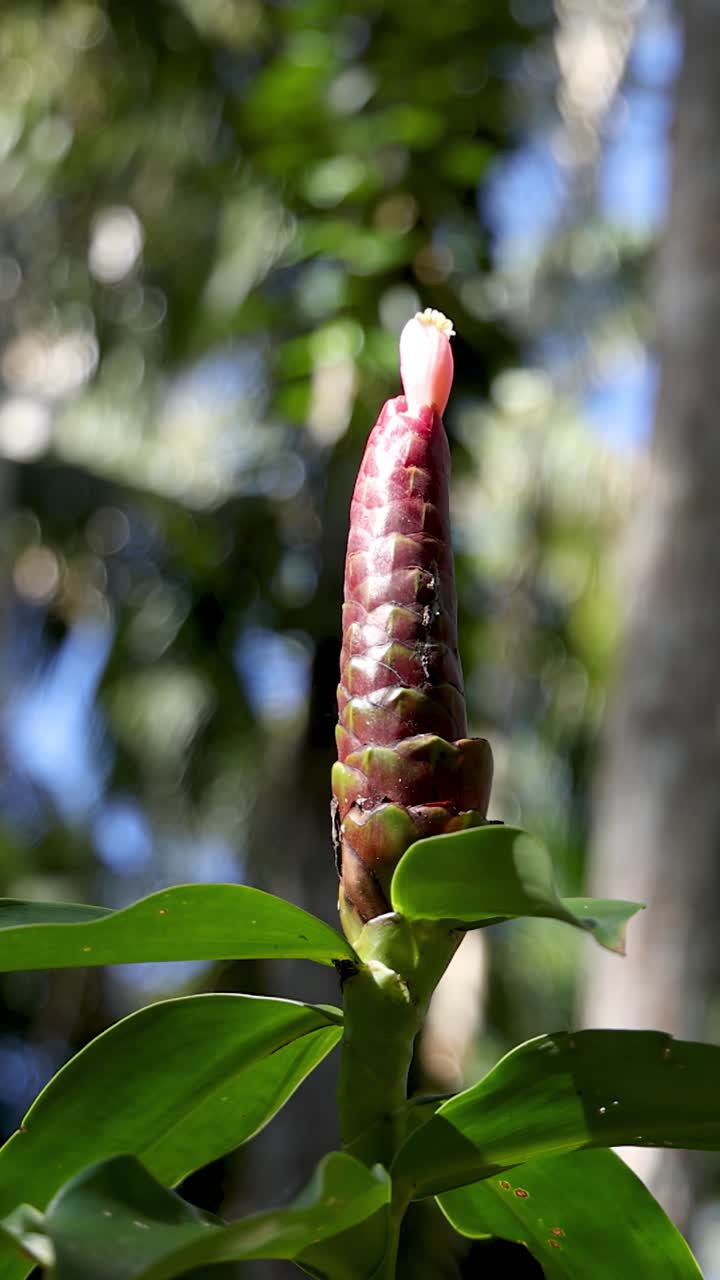 Un primo piano dettagliato di un cono di zenzero rosso shampoo in un lussureggiante giardino tropicale.