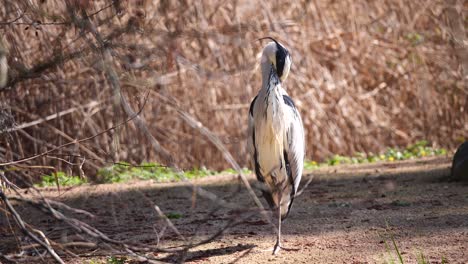 Cámara-Lenta-De-La-Garza-Gris-Salvaje-Al-Aire-Libre-Entre-Los-árboles-Del-Bosque-En-Verano---Cerrar