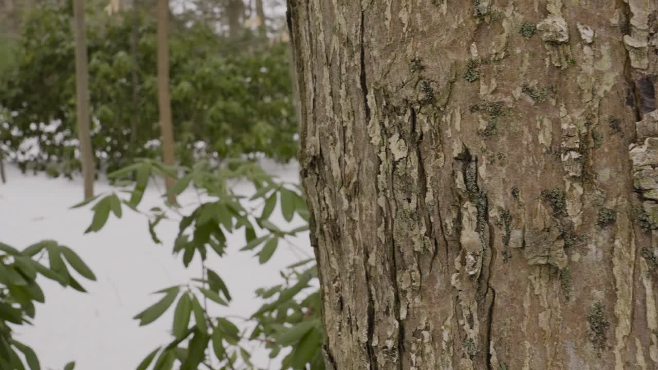 Primo piano sul resiliente tronco della quercia rossa americana