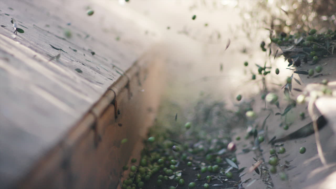 Olives being harvested