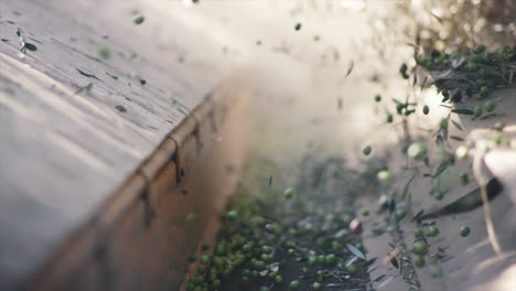 Olives being harvested