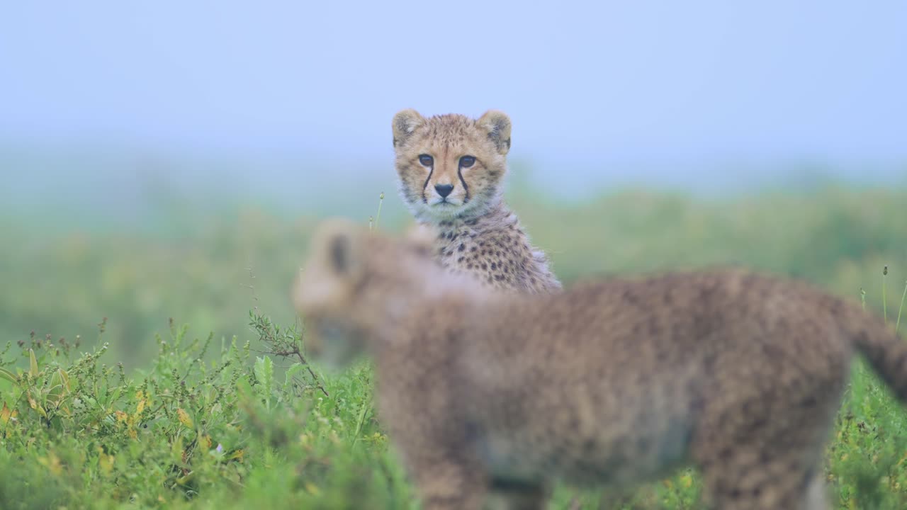 familia de guepardos en áfrica tanzania en el parque nacional serengeti, toma de ángulo bajo de animales bebés lindos en la niebla azul en la mañana brumosa en el safari de vida silvestre africano animales de juego en las llanuras