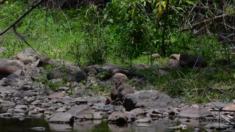 los macacos de cola larga son los monos más fáciles de encontrar en tailandia, ya que están presentes en complejos de templos, parques nacionales e incluso pueblos y ciudades