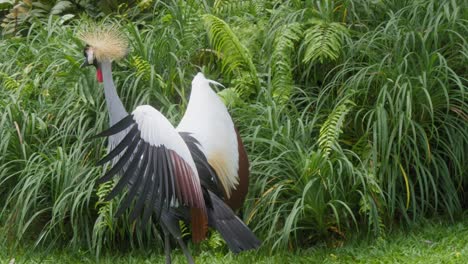 A-grey-crowned-crane-walking-on-grass-with-its-wings-spread