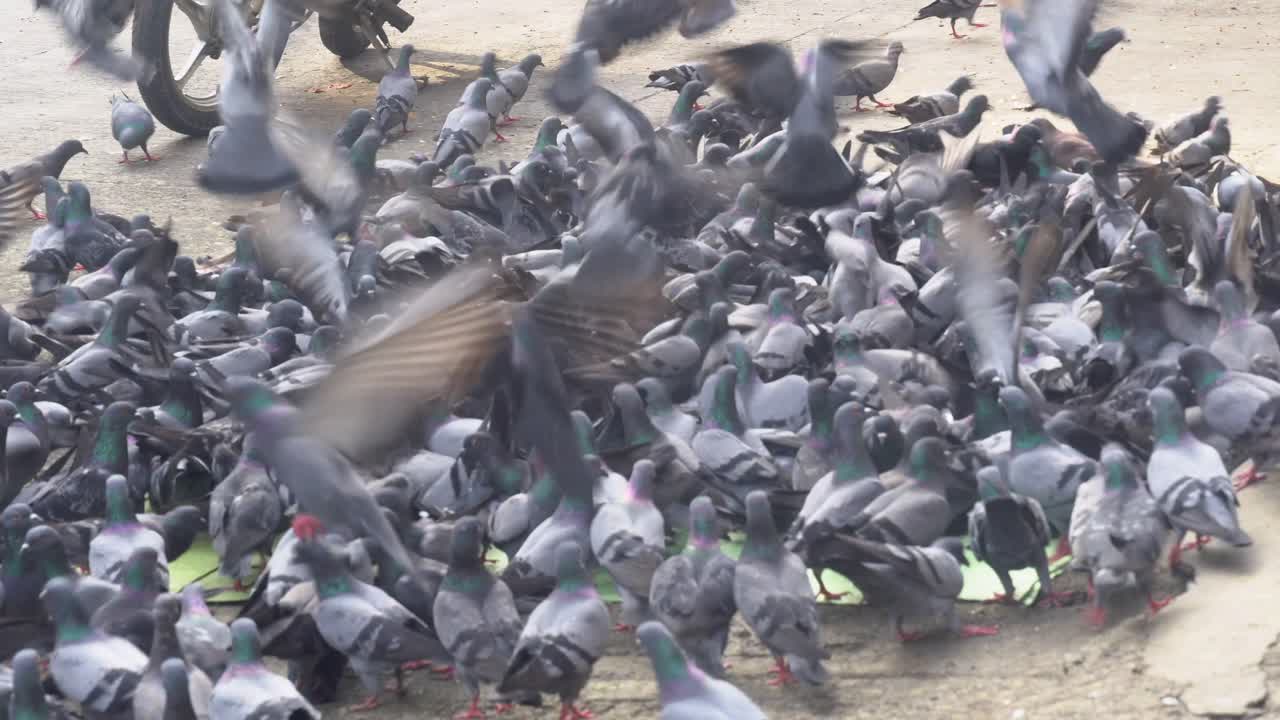 Many pigeons are sitting by the roadside ,some pigeons fly away. USP