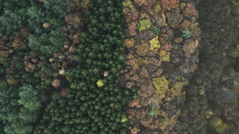 rising overhead aerial of different types of forest in central europe