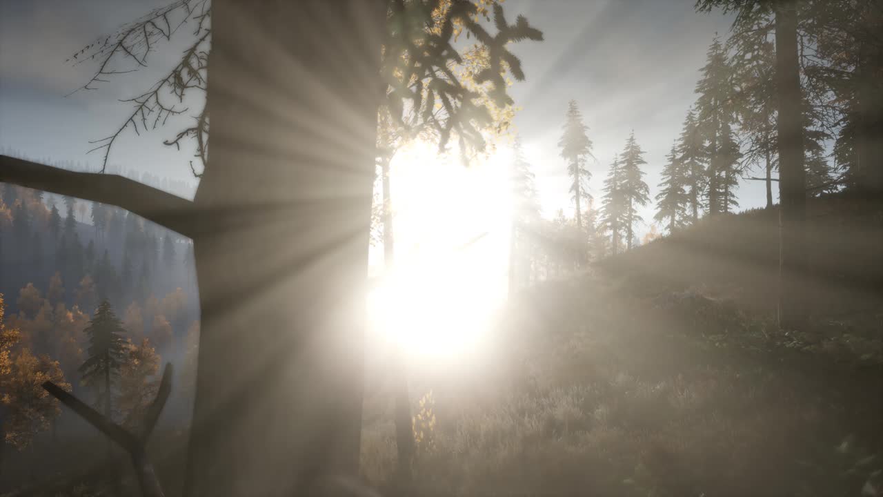 солнце светит сквозь сосны в горном лесу.